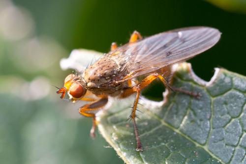 Scathophaga furcata