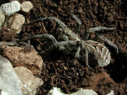 Lycosa tarantula