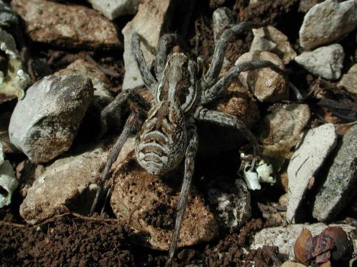 Réf. 158 920 : Lycosa tarantula