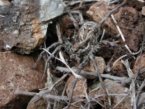 Lycosa tarantula