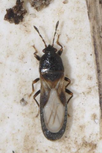 Dimorphopterus spinolae