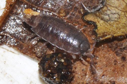Réf. 158 331 : Hyloniscus riparius