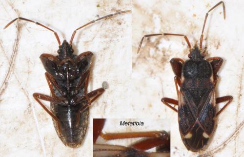 Réf. 158 115 : Eremocoris podagricus