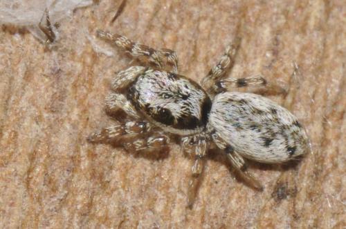 Réf. 158 041 : Salticus sp.