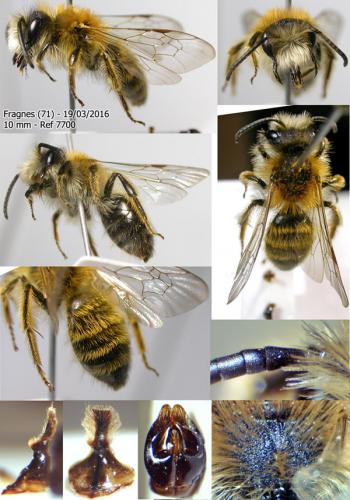 Réf. 158 511 : Andrena gravida