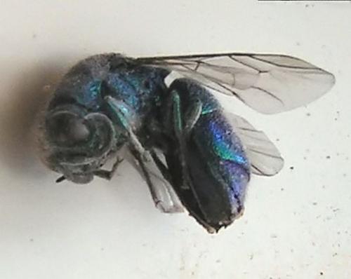 Chrysis indigotea