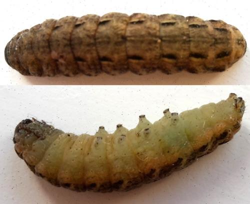Noctua pronuba