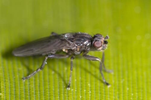 Réf. 158 550 : Copromyza sp.