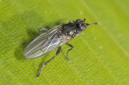 Réf. 158 551 : Copromyza sp.