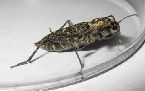 Xylotrechus rusticus