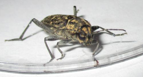 Réf. 158 629 : Xylotrechus rusticus
