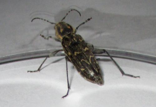 Xylotrechus rusticus