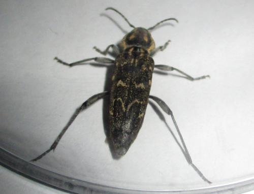 Xylotrechus rusticus