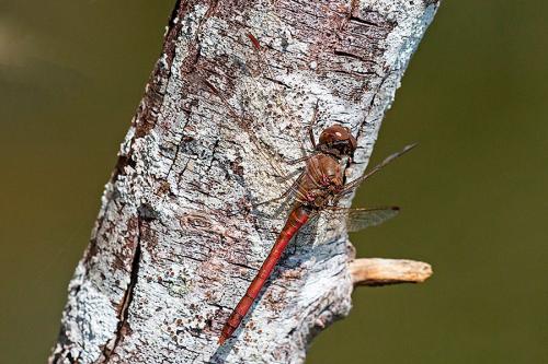 Sympetrum striolatum