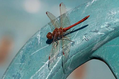 Sympetrum striolatum