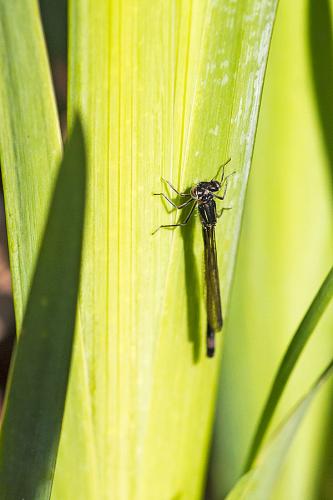 Ischnura elegans