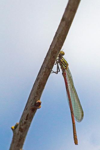 Pyrrhosoma nymphula
