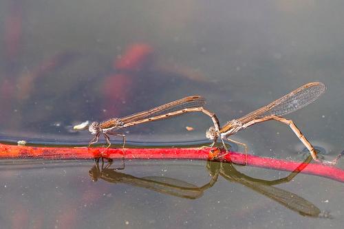 Réf. 158 809 : Sympecma fusca