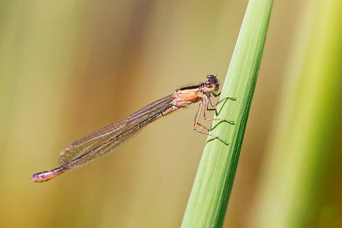 Ischnura elegans