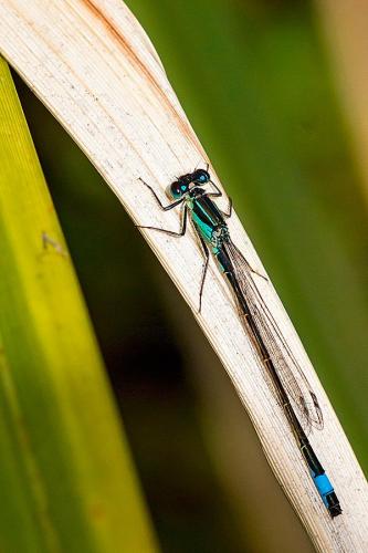 Ischnura elegans