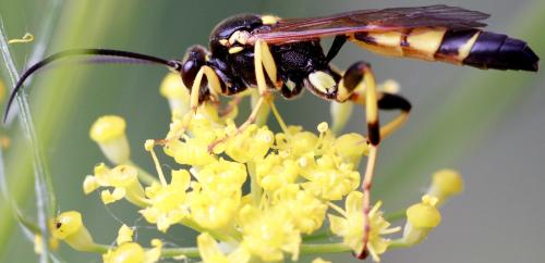 Réf. 158 139 : Ichneumon xanthorius