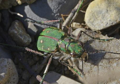 Réf. 158 052 : Cicindela maroccana pseudomaroccana