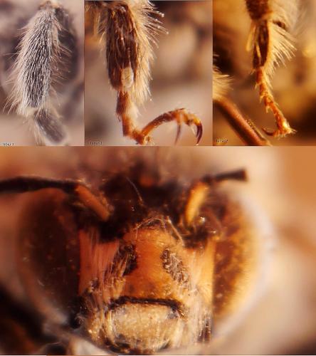 Anthophora quadrimaculata