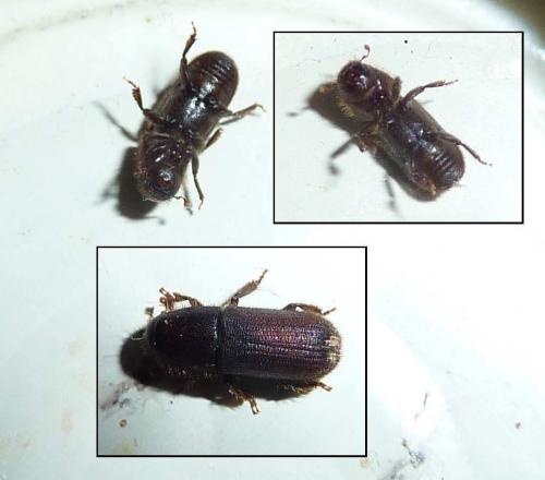 Hylurgus ligniperda