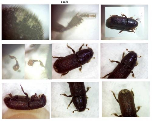 Hylurgus ligniperda