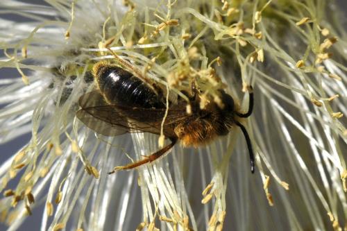 Andrena haemorrhoa