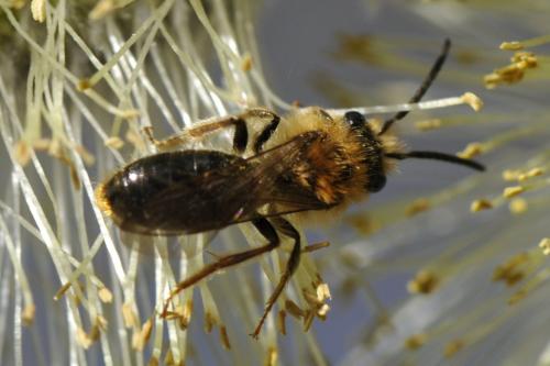 Andrena haemorrhoa