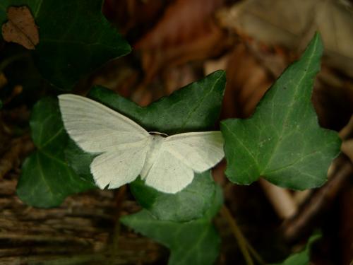 Réf. 158 892 : Scopula floslactata