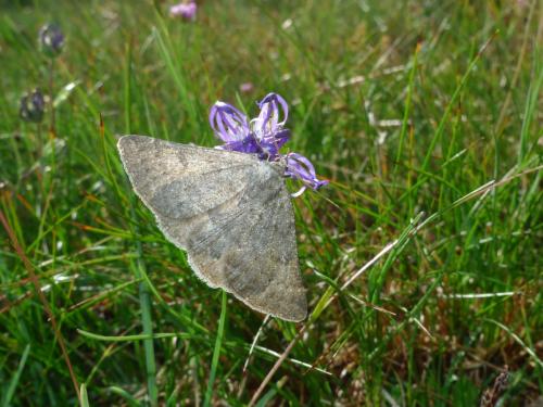 Gnophos obfuscata