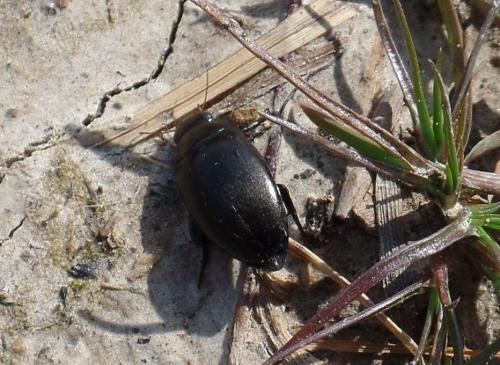 Agabus bipustulatus