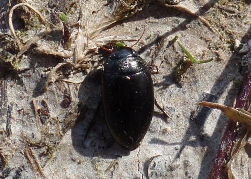 Agabus bipustulatus