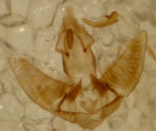Agonopterix heracliana