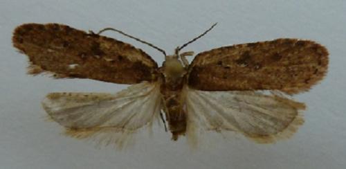 Agonopterix heracliana