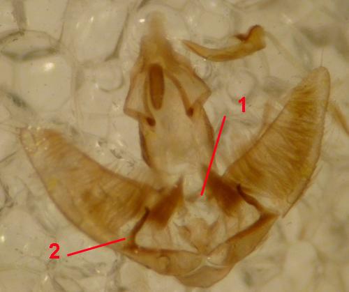 Agonopterix heracliana