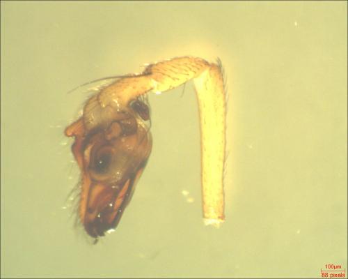 Réf. 158 026 : Stemonyphantes lineatus