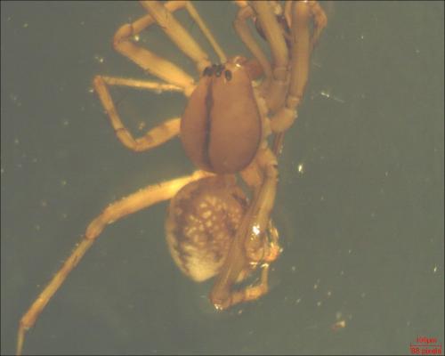 Réf. 158 025 : Stemonyphantes lineatus