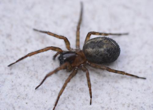 Amaurobius sp.