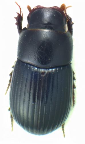 Ammoecius frigidus