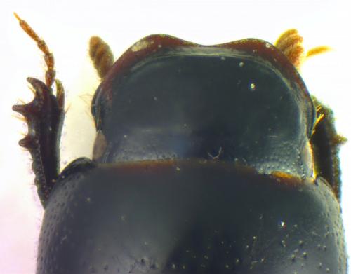 Ammoecius frigidus