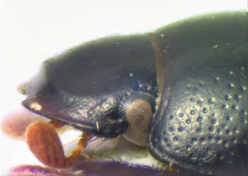 Ammoecius frigidus
