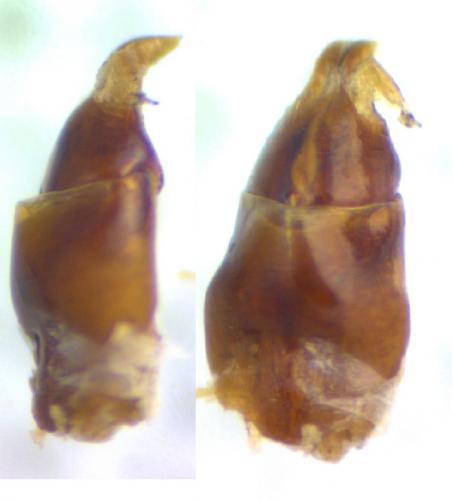 Ammoecius frigidus