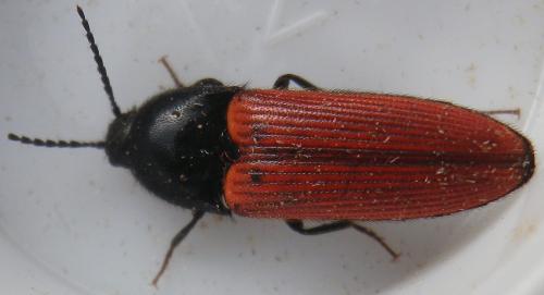 Réf. 158 211 : Ampedus sp.
