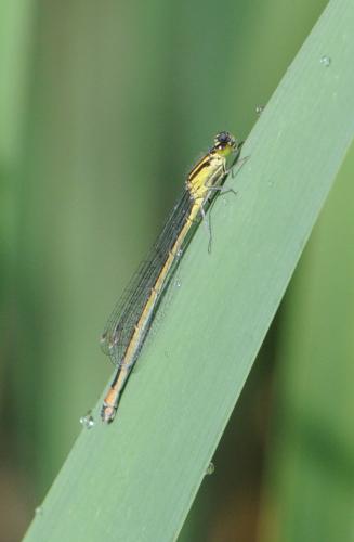 Ischnura elegans