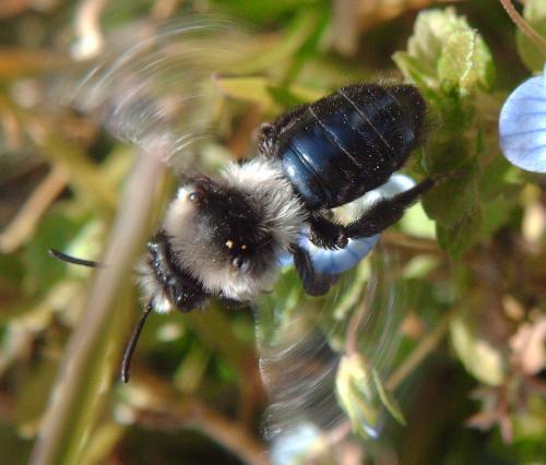 Andrena cineraria