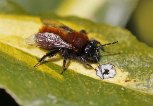 Réf. 158 174 : Andrena fulva