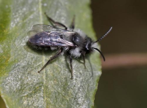 Andrena sp.